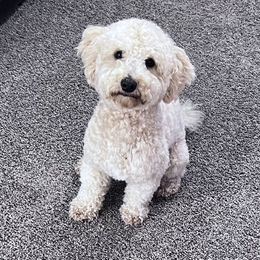 Bruno - Cavapoo