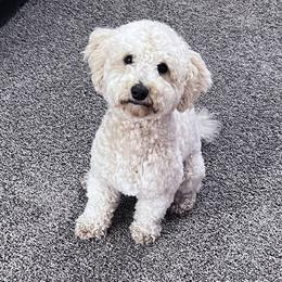 Bruno - Cavapoo