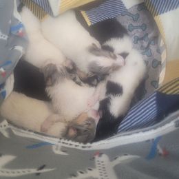 Collie puppies from Gold Leaf Collies