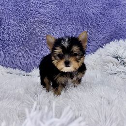 Yorkshire Terrier Puppies from The Royal Yorkie Den LLC