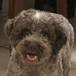 Porsche - Lagotto Romagnolo