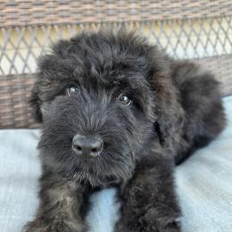 AKC Silver Mira - Silver and gray female Bouvier des Flandres puppy in Marionville, Missouri from Sandbox Puppies