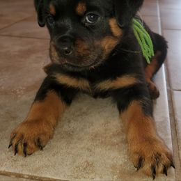 Rottweiler Puppies from Black Jade Rottweilers