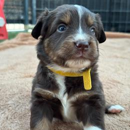 Yellow - Red tri female Miniature Australian Shepherd puppy in Arizona from Country Charm Mini Aussies