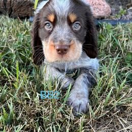 BB2 - Tri-Roan male English Springer Spaniel puppy in Britton, South Dakota from K&S Canines