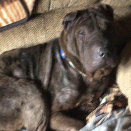 Chinese Shar-Pei from Bilderbear Shar-Pei