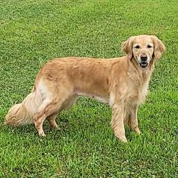 Maggie - Golden Retriever
