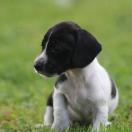 Colt - Piebald male Dachshund puppy in Greenup, Kentucky from Tygart Creek Dachshunds