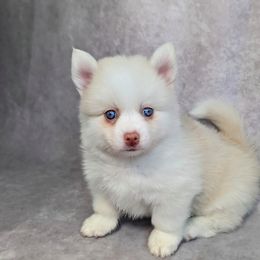 Pomsky Puppies from Pomsky Florida