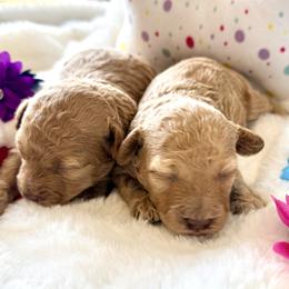 Poodle Puppies from Pet Guardian Smart Kennels, LLC