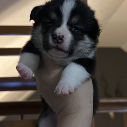 Pembroke Welsh Corgi Puppies from Temperance Farm Corgis