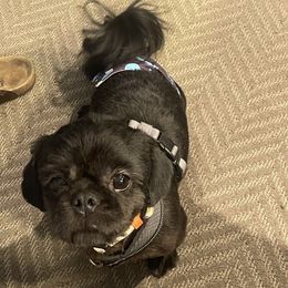 Gus - Shih Tzu