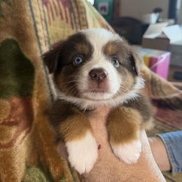 Miniature American Shepherd and Miniature Australian Shepherd Puppies from Ebersole Ranch