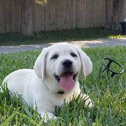 Labrador Retriever Puppies from Hilsabeck Labs