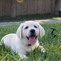 Labrador Retriever Puppies from Hilsabeck Labs
