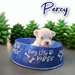 PERCY - White male Maltese puppy in Belleville, Michigan from Michigan Maltese Puppies