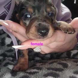 Trixie - Dapple female Dachshund puppy in Sturtevant, Wisconsin from Nicole Rios