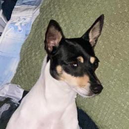 Dee Dee - Toy Fox Terrier