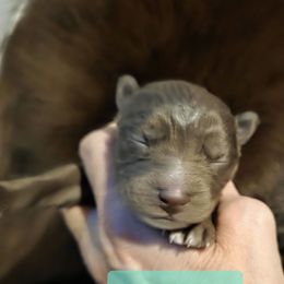 Lexi - Brown and white female Siberian Husky puppy in Meridian, Mississippi from JJ's Huskies