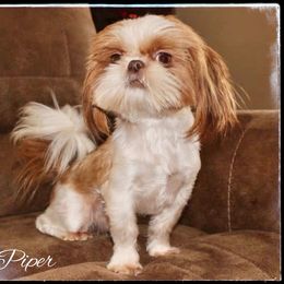 Piper - Shih Tzu
