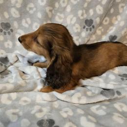 Max 2,400 - Red male Dachshund puppy in Tonopah, Arizona from Desert Diamond Dachshunds