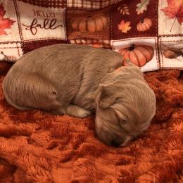 Orange - Apricot female Goldendoodle puppy in Medina, Ohio from Farmer Doodles