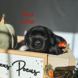 Red collar - Black male Labrador Retriever puppy in Suffolk County, New York from South Shore Labradors