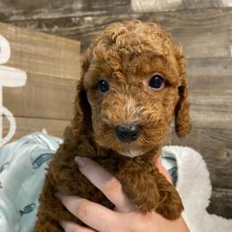 Copper - Red  male Poodle puppy in Osseo, Michigan from Paws in the Country