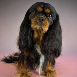 Motley - Cavalier King Charles Spaniel