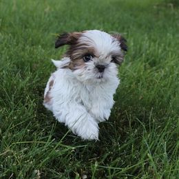 Girl 1 - Red and white female Shih Tzu puppy in Craig, Colorado from Rocky Mountain Shih Tzus and Dry Creek Miniature Dachshunds