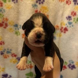 Pearl - Brindle female Boxer puppy in Daviess County, Kentucky from Blissful Euro Boxers & French Bull Dogs