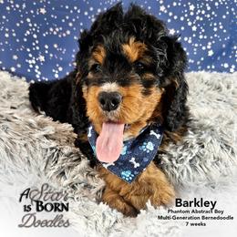 Bernedoodle Puppies from A Star is Born Doodles