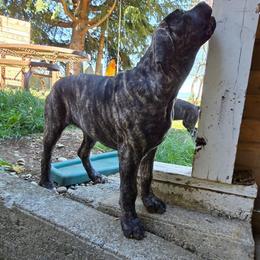 Dune - Chestnut brindle female Cane Corso puppy in Seattle, Washington from BOUDICAS CANE CORSO