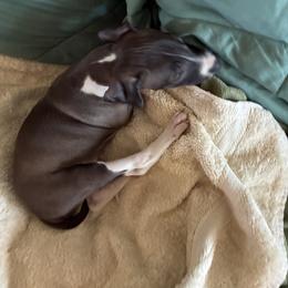 Boy 1 - male Italian Greyhound puppy in Frederick, Maryland from Celeste Italian Greyhounds