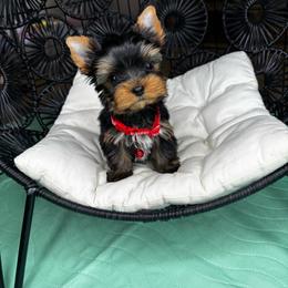 Red boy READY NOW - Black and tan male Yorkshire Terrier puppy in Cornelia, Georgia from Kruz Kennels