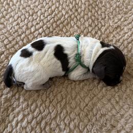 Wirehaired Pointing Griffon Puppies from Idleista Grand Chasseur
