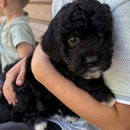 Ace - Black male Goldendoodle puppy in Clinton, Utah from Golden Law Kennels