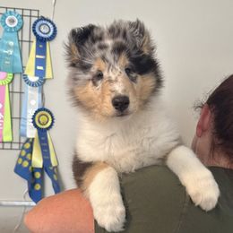 Collie Puppies from Fianna Collies