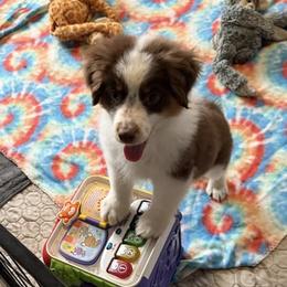 Rory - Red tri-color male Miniature American Shepherd puppy in Garysburg, North Carolina from Schaefer's Miniature American Shepherds