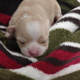 PUMPKIN - Cream and white male Chihuahua puppy in Gray, Louisiana from Chi Chi's Place LLC