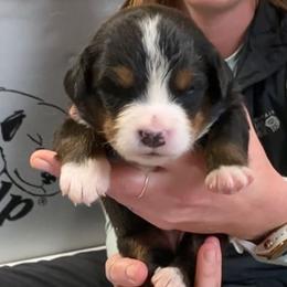 Purple Collar Female - Black rust and white female Bernese Mountain Dog puppy in Bristol, Tennessee from Holston Hollow Farm