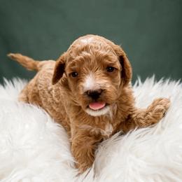 Charming Happy - Apricot Parti Mini Goldendoodle - Parti male Goldendoodle puppy in Lancaster, California from Kid's Best Doodle
