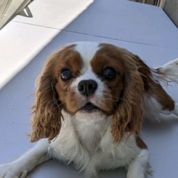 As Good As it Gets - Cavalier King Charles Spaniel
