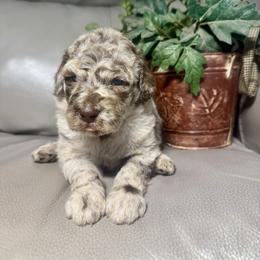 Jetta - Merle female Goldendoodle puppy in Lake City, Florida from Dream Hollow Farm