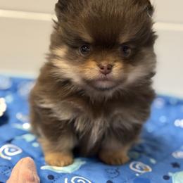 Mocha - Chocolate and tan female Pomeranian puppy in Newport Beach, California from Exotic City Pomeranians and chihuahuas