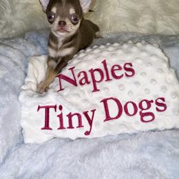 Chihuahua Puppies from Naples Tiny Dogs