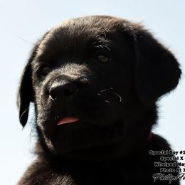 Speical Boy 1- Red Collar - Black male Labrador Retriever puppy in Point, Texas from Lakylu Kennels