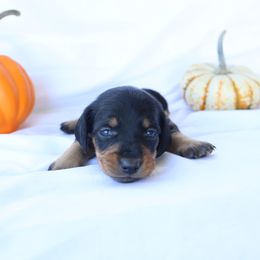 Luna - Black and tan female Dachshund puppy in Fredericksburg, Ohio from William's Dachshunds