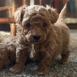 Archie - Apricot male Poodle puppy in Utica, Ohio from Poodle Me Crazy