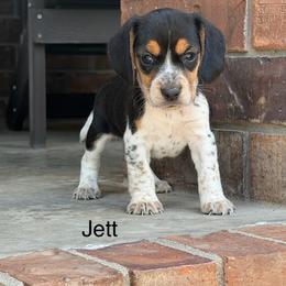 Jett - Black tan and bluetick female Beagle puppy in Mansfield, Missouri from Rippee Creek Kennel